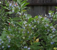 Image result for Rotheca myricoides