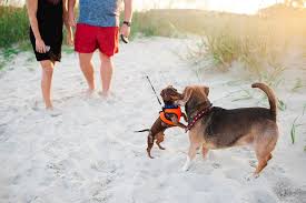 All about pets hilton head. How To Have A Dog Friendly Vacation On Hilton Head Island