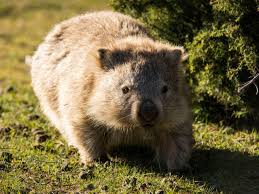 Image result for Common wombat