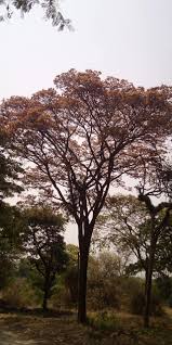 Image result for Brachystegia utilis