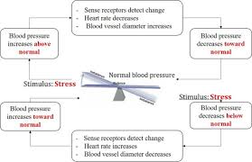 Modeling And Control In Physiology Sciencedirect