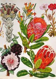 Prints Like This With A Kind Of Creamy White Wall Lighter Furniture And Dark Wood Accents Family Room Vintage Botanical Prints Botanical Prints Bo