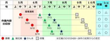 落花生新品種 Qなっつ の特長を生かす栽培方法 千葉県