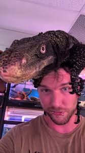 what is cool about these guys is not only do they cast nets as webs. T...