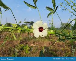 Image result for Hibiscus diversifolius