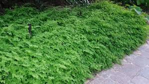 Image result for Adiantum capillus-veneris