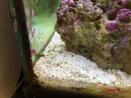 The 50% concentration of this product is highly corrosive. Green Hair Algae Reef Kumpulan Soal Pelajaran 7
