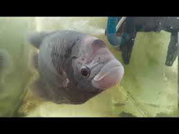 Check spelling or type a new query. Ikan Kaloi Pemberi Nombor 4d Youtube