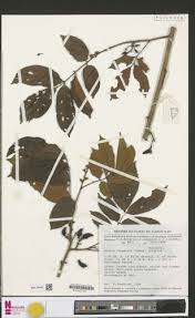 Image result for Rourea thomsonii