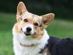 He is always looking for attention. Cardigan Welsh Corgi Price Temperament Life Span