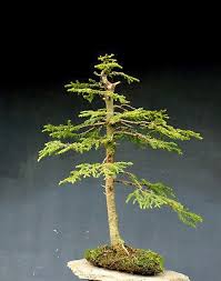 Bild 4 Von 5 Mit Bildern Winterhart Asiatischer Garten Bonsai