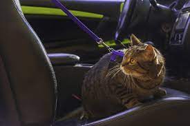 Mon chat conduit une voiture ! Comment Enlever L Odeur D Urine De Chat De Sa Voiture