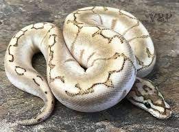 Bamboo Spider Ball Python Ball Python Python Animals Beautiful