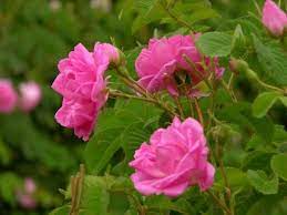 taif rose dream garden flowers rose flower pictures