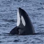 Unklar ist allerdings, ob orcas in ihrer natürlichen umgebung genauso lernen. Orcas In Gefangenschaft Fakten Hintergrunde Wdc Deutschland