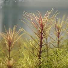 Image result for Pogostemon aquaticus