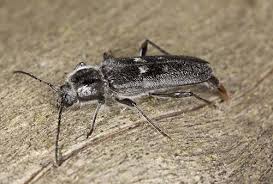 Wood Boring Beetles Identification Guide Diy Pest Control Beetle Borer Beetle