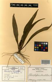 Image result for Chlorophytum stenopetalum