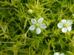 Image result for Sagina