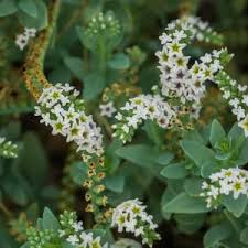 Image result for Heliotropium ciliatum