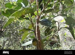 Image result for Elaeodendron croceum