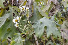 Maybe you would like to learn more about one of these? Montanoa Bipinnatifida Eflora Of India