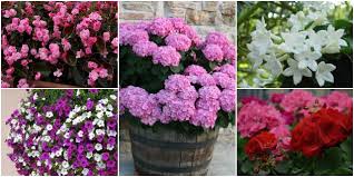 Vendita calda artificiale del fiore del peony per vaso e da sposa. Fiori Da Balcone Creare Uno Spazio Green Roba Da Donne