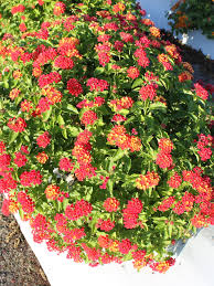 Image result for Lantana nivea