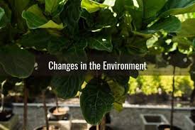 Maybe you would like to learn more about one of these? Fiddle Leaf Fig Leaves Drooping Down How To Fix It Ready To Diy