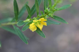 Image result for Heimia salicifolia