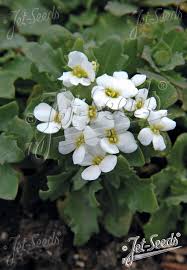 Image result for Arabis