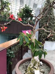 Image result for Bombax