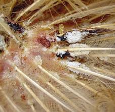 Image result for red mite