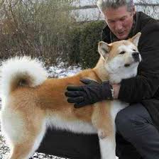 KÃ©ptalÃ¡lat a kÃ¶vetkezÅre: âhachikoâ