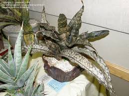 Full Size Picture Of Sansevieria Coppertone I Sansevieria Kirkii Var Pulchra I Sansevieria Plant Snake Plant Sansevieria