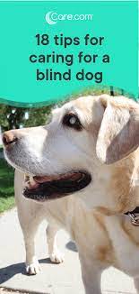 18 Helpful Tips For Caring For A Blind Dog Blind Dog Pet Care Dogs Dog Care Tips
