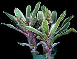 Image result for Neoboutonia