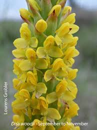 Image result for Disa woodii