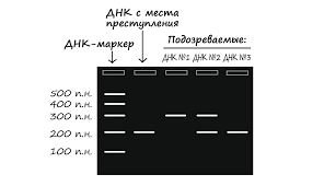 Polymerase chain reaction (pcr) is a technology for exponential amplification of a fragment of dna. Polimeraznaya Cepnaya Reakciya Pcr Statya Akademiya Hana