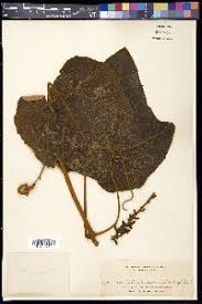 Image result for Ampelocissus multistriata