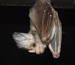 Check out the australian koala foundation for more details. Ghost Bat Wikipedia