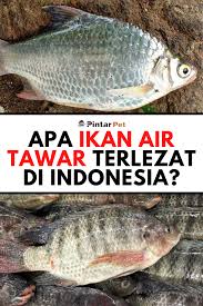 Ikan kerapu dulu banyak bisa kita jumpai di sekitar muara sungai. 23 Jenis Jenis Ikan Air Tawar Populer Di Indonesia Ikan Air Tawar Ikan Mas Air Tawar