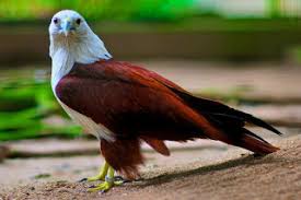 Pengertian flora dan fauna dalam bahasa inggris. Flora Dan Fauna Khas Jakarta The Colour Of Indonesia