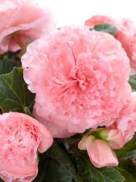 Image result for Begonia eminii