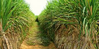 Image result for sugar cane