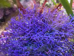 Image result for Hypoxis bampsiana