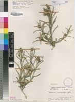 Image result for Hibiscus malacospermus