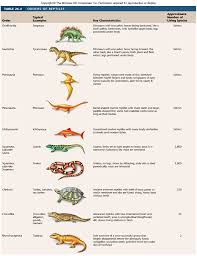 Trends In Chordate Evolution