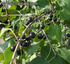 Image result for Celtis