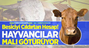 Besiciyi Cildirtan Hesap Bu Hesaba Gore Hayvancilar Mali Goturuyor Turkiye Nin Tarim Sitesi Tarim Haberleri